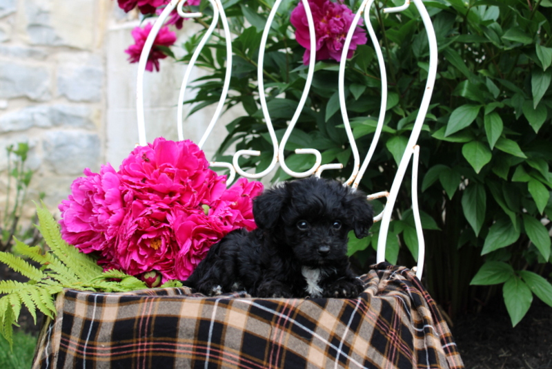 puppy, for, sale, Mini Bernedoodle, Matthew B. Stoltzfus, dog, breeder, Gap, PA, dog-breeder, puppy-for-sale, forsale, nearby, find, puppyfind, locator, puppylocator, aca